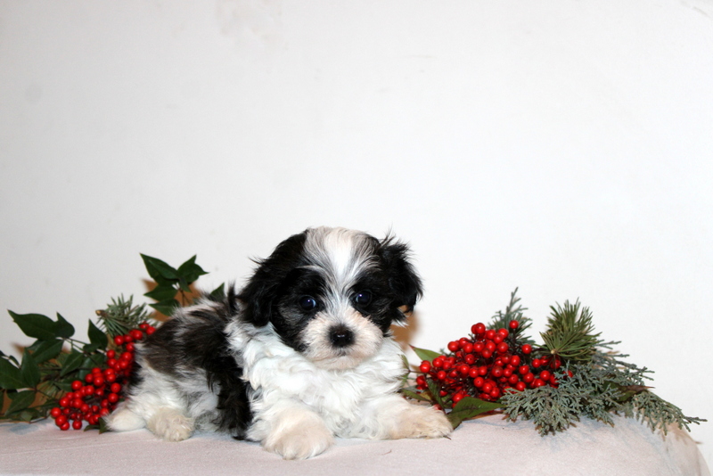 puppy, for, sale, Maltipoo, Matthew B. Stoltzfus, dog, breeder, Gap, PA, dog-breeder, puppy-for-sale, forsale, nearby, find, puppyfind, locator, puppylocator, aca